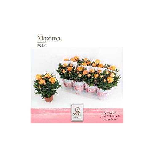 Maxima Rosa 'Maracuja Grande' - Rózsa