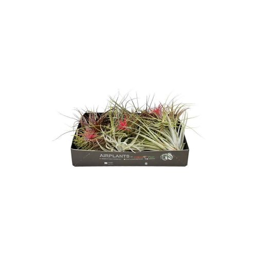 Tillandsia mix x25 -