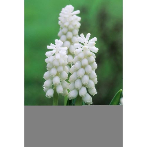 Muscari 'Aucheri White Magic' - Gyöngyike