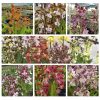 Garden Orchid 'CALANTHE' mix - Kerti orchidea