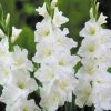 Gladiolus 'Amsterdam' - Nagyvirágú Kardvirág (fehér) virághagyma