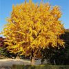 Ginkgo biloba - Páfrányfenyő (törzses)