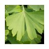 Ginkgo biloba  - Páfrányfenyő (törzses)