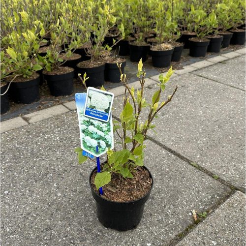 Hydrangea arborescens "Annabelle" - Cserjés hortenzia