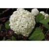 Hydrangea arborescens "Annabelle" - Cserjés hortenzia