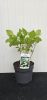 Hydrangea arborescens "Annabelle" - Cserjés hortenzia