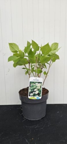 Hydrangea arborescens "Annabelle" - Cserjés hortenzia