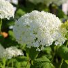 Hydrangea arborescens "Annabelle" - Cserjés hortenzia