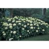 Hydrangea arborescens "Annabelle" - Cserjés hortenzia