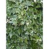 Hedera helix 'White Wonder' - Borostyán