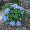 Hydrangea macrophylla Blue - Kerti Hortenzia 1 virágfej