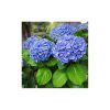 Hydrangea macrophylla 'Mophead Blue' 7+ - Kerti Hortenzia