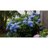 Hydrangea macrophylla 'Mophead Blue' 7+ - Kerti Hortenzia