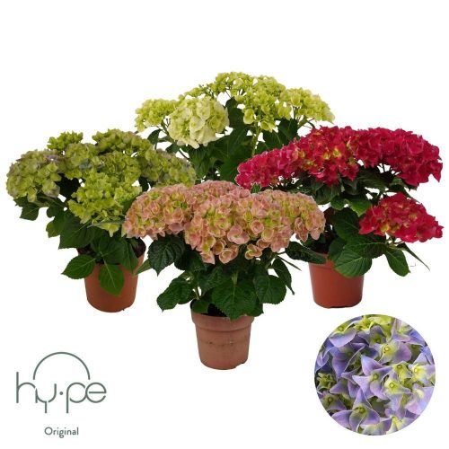 Hydrangea macrophylla 'Mophead mix' 5+ - Kerti Hortenzia