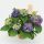  Hydrangea 'Ningbo lilac' 5/6flowers - Hortenzia