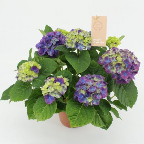  Hydrangea 'Ningbo lilac' 5/6flowers - Hortenzia