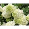 Hydrangea paniculata 'Limelight' - Fehér bugás hortenzia