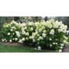 Hydrangea paniculata 'Limelight' - Fehér bugás hortenzia