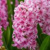 Hyacinthus - Jácint 'Pink Pearl'