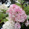 Hydrangea paniculata 'Pink Lady' – Rózsaszín bugás hortenzia