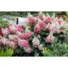 Hydrangea paniculata 'Pink Lady' – Rózsaszín bugás hortenzia