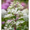 Hydrangea paniculata 'Wims Red' - Bugás hortenzia