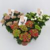 Hydrangea special mix 7/8Flowers - Hortenzia