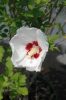 Hibiscus syriacus 'Red Heart' - Mályvacserje