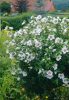 Hibiscus syriacus 'Red Heart' - Mályvacserje