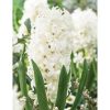 Hyacinthus - Jácint 'White Pearl'