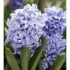 Hyacinthus 3 colours mix - Jácint (fehér, rózsaszín, kék)