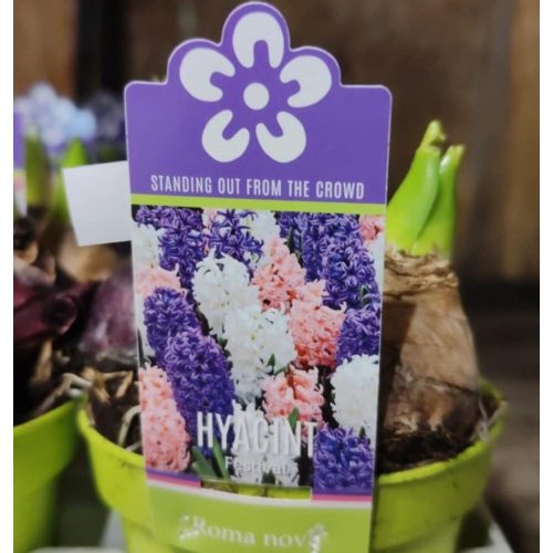 Hyacinthus 'Festival' - Jácint 