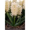 Hyacinthus 'Gipsy Princess' - Jácint