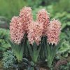 Hyacinthus 'Gipsy Queen' - Jácint