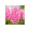 Hyacinthus 'Pink Pearl' - Jácint pink 12cm-es cserépben