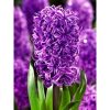 Hyacinthus 'Purple Sensation' - Jácint lila 12cm-es cserépben (nagy virághagyma)