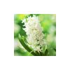 Hyacinthus 'White pearl' - Jácint fehér