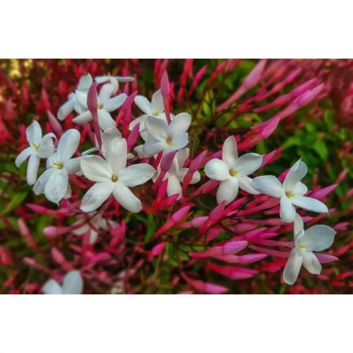 Jasminum polyanthum  pink red - Sokvirágú Jázmin