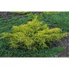 Juniperus pfitzeriana 'Gold Coast' - Arany terülő boróka