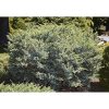 Juniperus chinensis 'Blue Alps' - Kék kínai Boróka