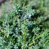 Juniperus chinensis 'Blue Alps' - Kék kínai Boróka