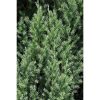 Juniperus chinensis 'Stricta' - Kínai Boróka