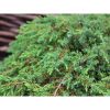 Juniperus Communis 'Green Carpet' - Boróka