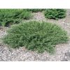 Juniperus communis 'Repanda' - Közönséges boróka