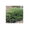 Juniperus horizontalis 'Andorra Compact' - Henyeboróka