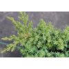 Juniperus procumbens 'Nana' - Zöld törpe kúszó boróka