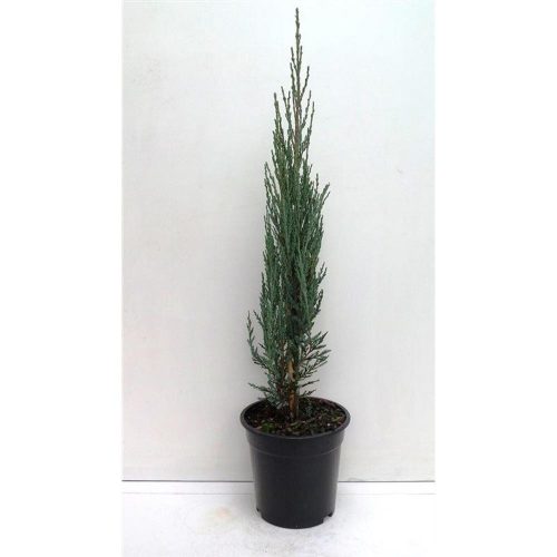 Juniperus scopulorum 'Blue Arrow' - Kék oszlopos oregoni boróka