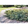 Juniperus squamata 'Holger' - Kék kúszó boróka