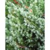 Juniperus squamata 'Meyeri' - Kék kúszó boróka