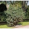 Juniperus squamata 'Meyeri' - Kék kúszó boróka